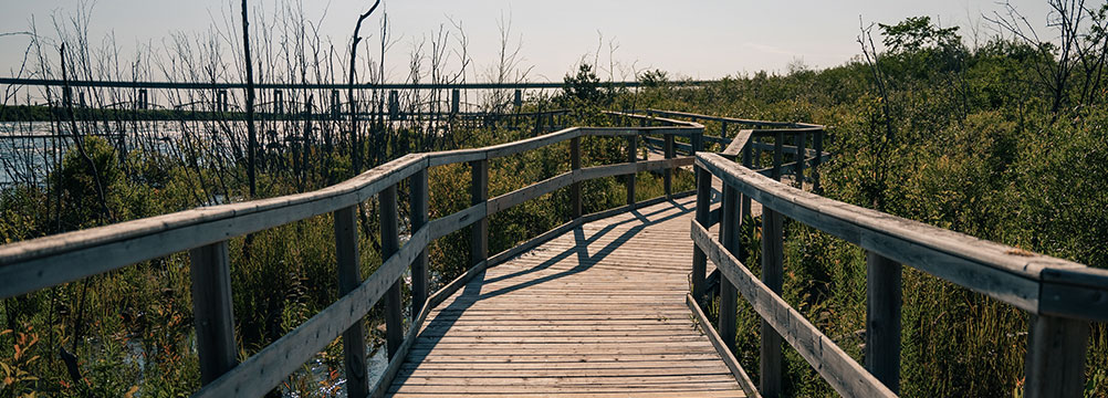 Holzbrücke durch Naturgebiet – Brücken bauen und Wege zur Verständigung finden