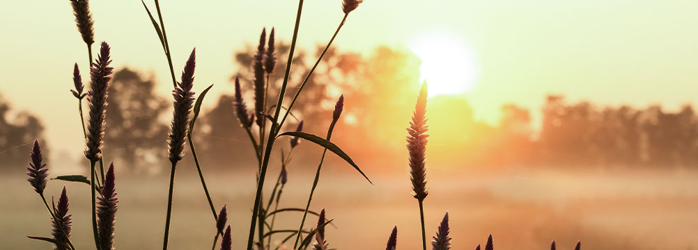 Sonnenaufgang über Weizenfeld – Symbol für Wachstum, Zukunft und nachhaltige Unternehmensentwicklung