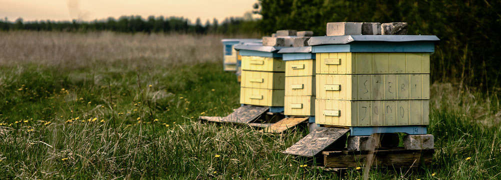 Bienenstöcke auf einer Wiese – Symbol für Familienunternehmen, Zusammenarbeit und Tradition